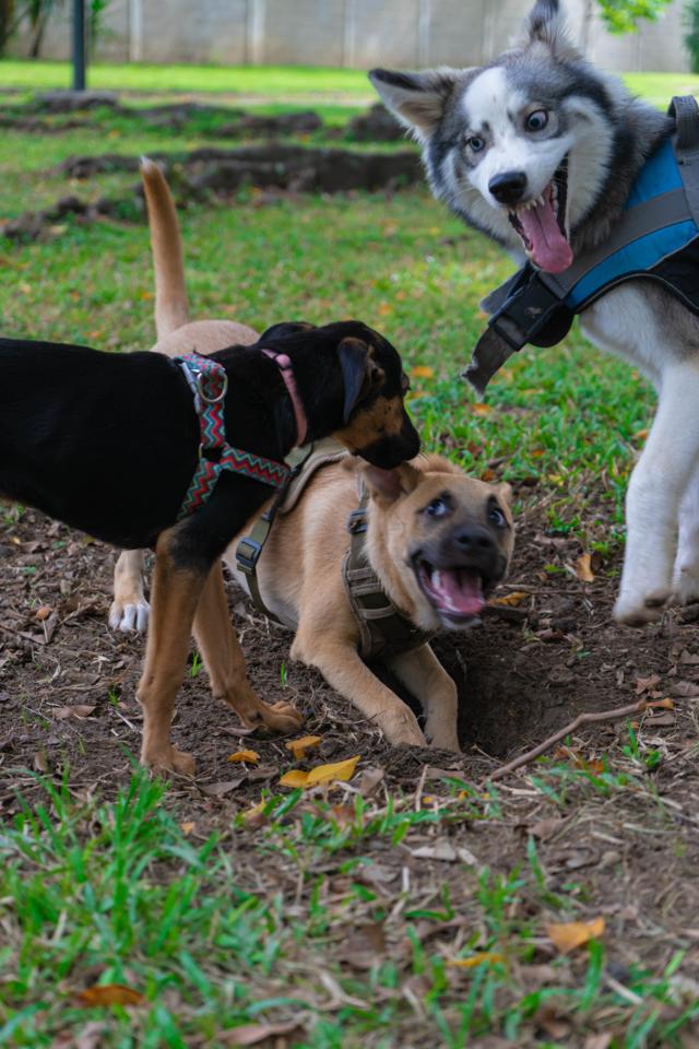 Fotografía de mascotas