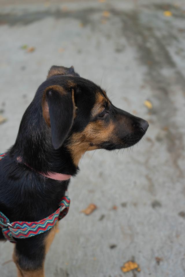 Fotografía de mascotas